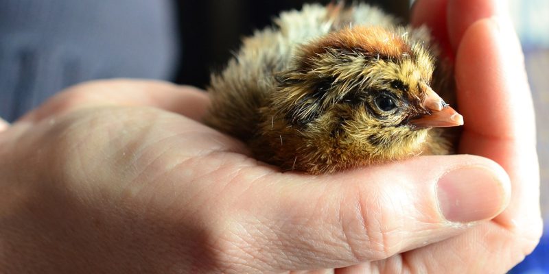 chicks-706486_1280