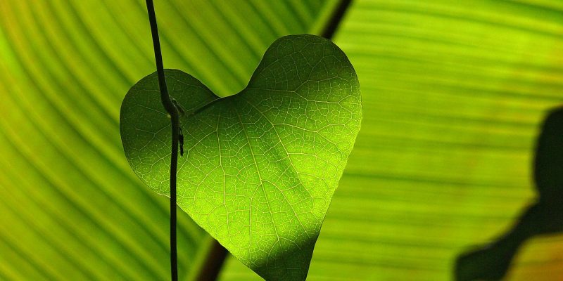 green-547400_1920